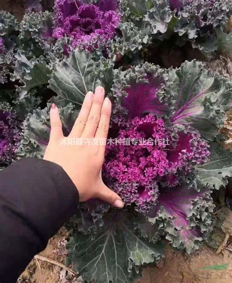 寬葉植物|宽叶羽衣甘蓝